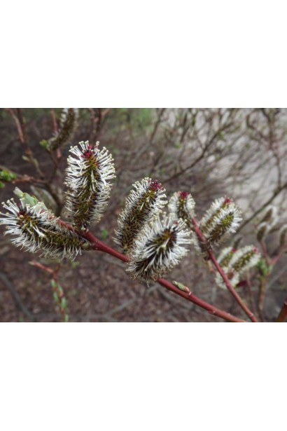 Верба Меланостахіс цвітіння